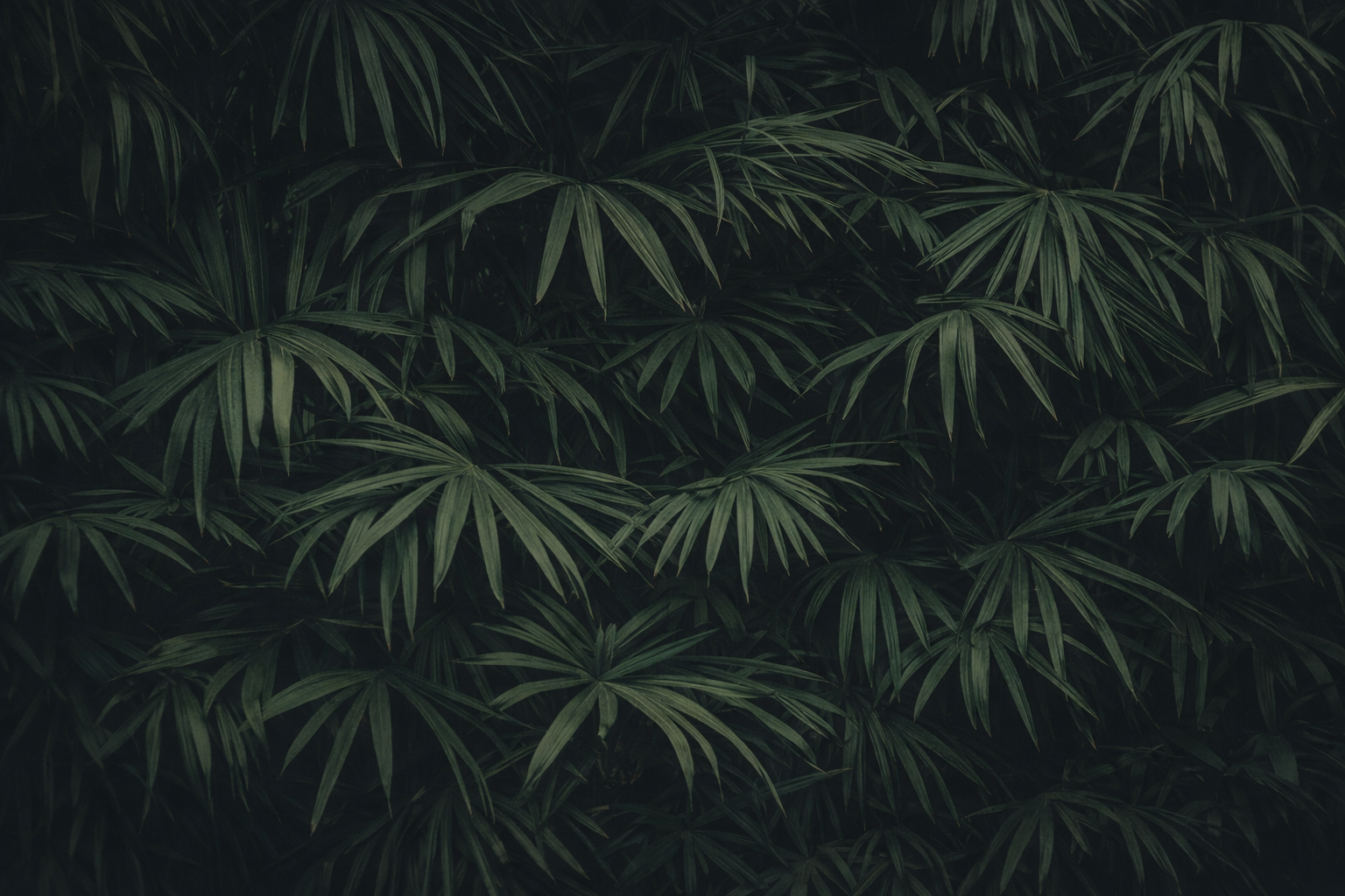 30A palm leaves